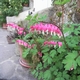 Dichentra Spettabilis in the garden of La Traversina&nbsp;