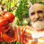 Domenico con i suoi super pomodori La Traversina.JPG